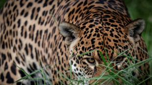 WWF: Wildtierbest&auml;nde seit 1970 um 73 Prozent zur&uuml;ckgegangen