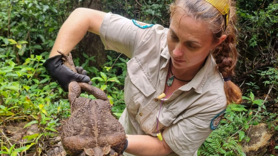 Australie: d&eacute;couverte d'un crapaud buffle g&eacute;ant de 2,7 kg