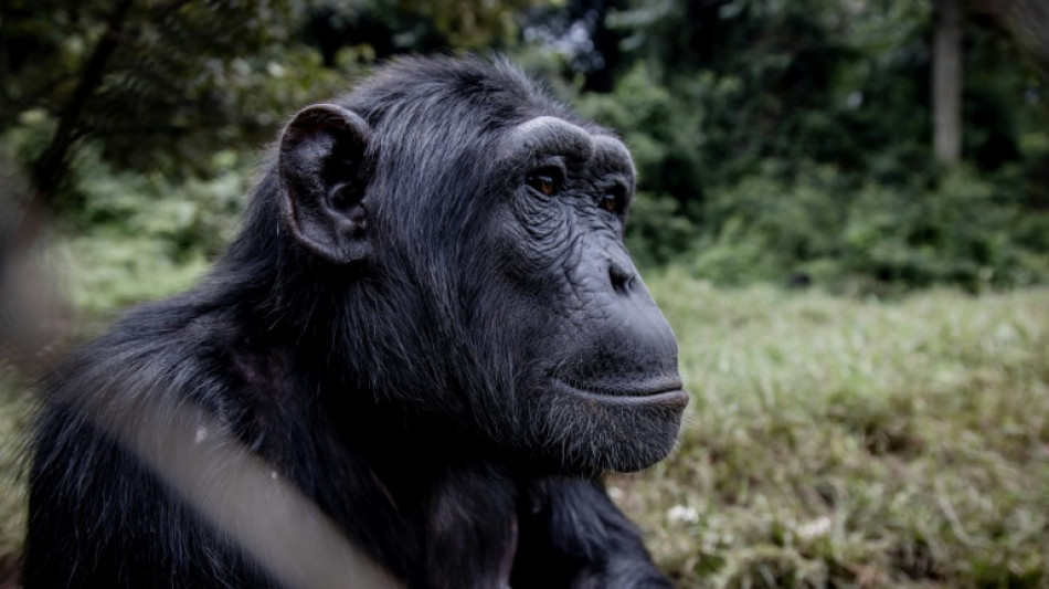 El chimpanc&eacute; ante el principio de incertidumbre