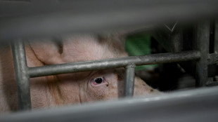 Enqu&ecirc;tes apr&egrave;s des plaintes de L214 sur des &eacute;levages porcins fournissant E.Leclerc