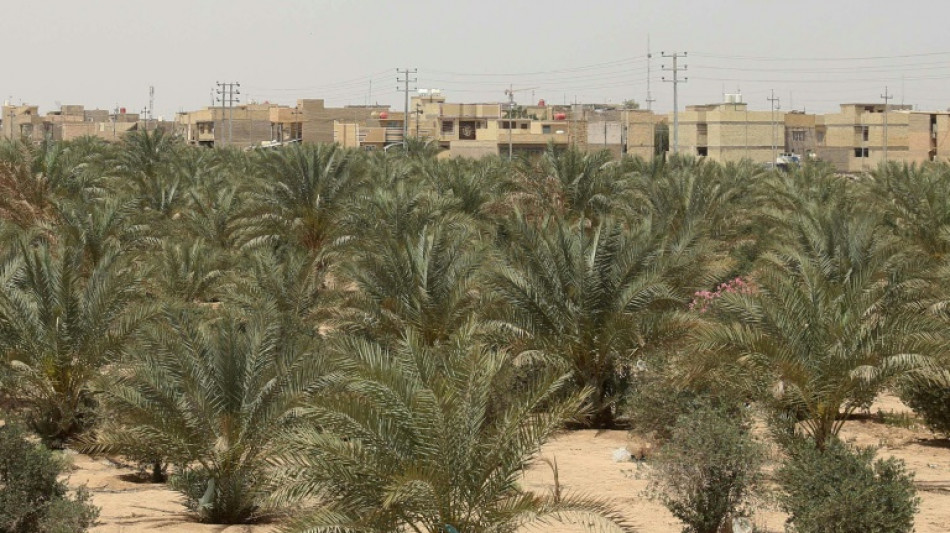 Irak: plant&eacute;e contre la d&eacute;sertification, la ceinture verte de Kerbala fait grise mine