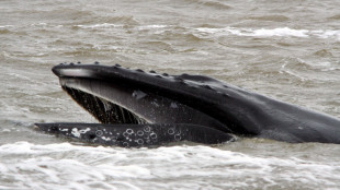 Le megattere usano anelli di bolle per comunicare con gli umani