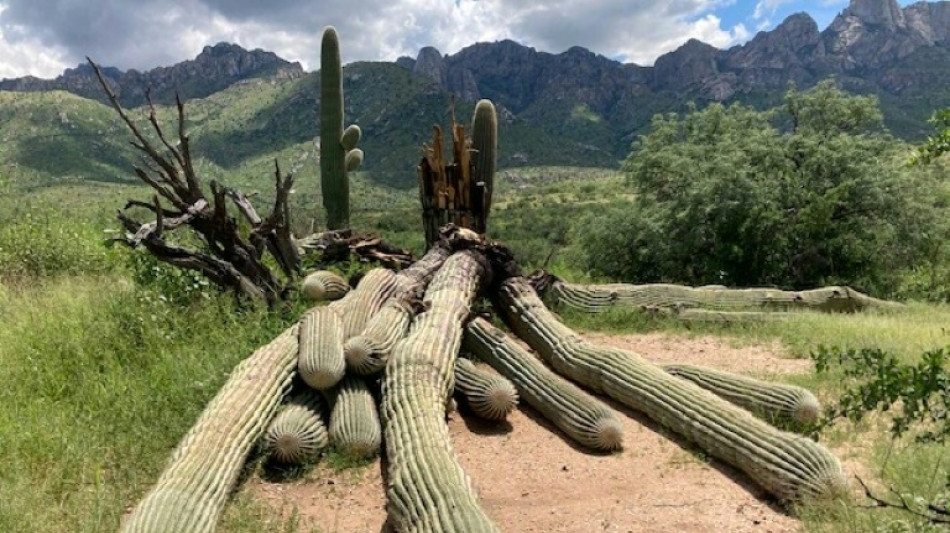 Un cactus g&eacute;ant bicentenaire arrach&eacute; par de fortes pluies en Arizona