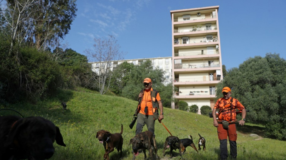 A Ajaccio, des battues pour lutter contre la prolif&eacute;ration des sangliers