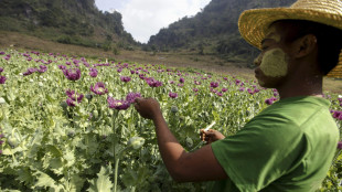Onu, Myanmar è oggi la più grande fonte mondiale di oppio