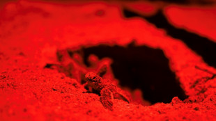 'Every day I see land disappear': Suriname's battle to keep sea at bay 