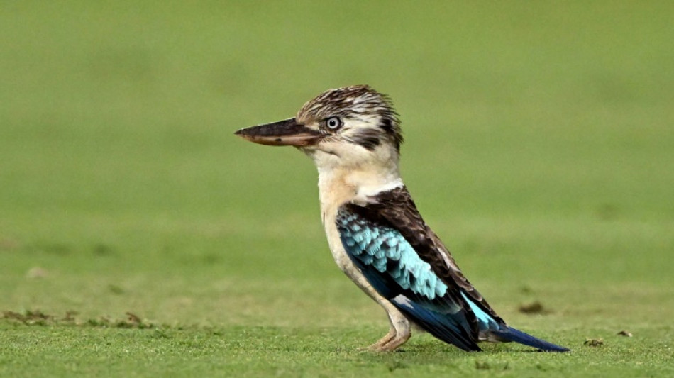 Des scientifiques d&eacute;couvrent un taux important de changement de sexe chez certains oiseaux