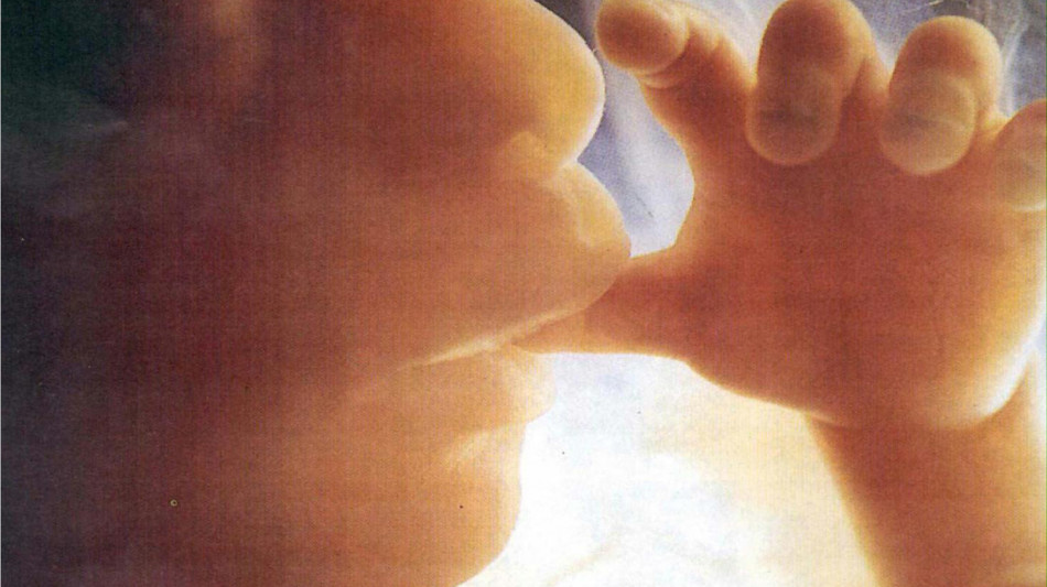 Un nuovo interruttore genetico regola lo sviluppo dell'embrione