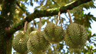 Feuerwehr rückt in Wiesbaden viermal zu Gasalarm aus: Stinkfrüchte waren Ursache