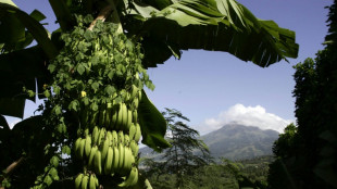 Le chlord&eacute;cone, un pesticide aux risques av&eacute;r&eacute;s pour la sant&eacute;