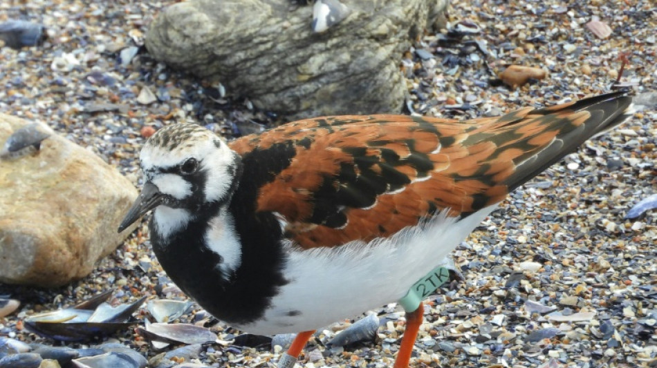"2TK", cet oiseau migrateur qui aime passer l'&eacute;t&eacute; &agrave; Punta del Este