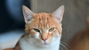 Des croquettes médicaments pour chats malades mais récalcitrants