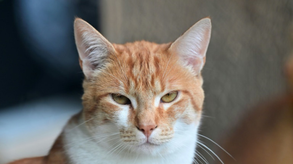 Katze schl&auml;gt bei Nachbarn Alarm und rettet Besitzerin so das Leben