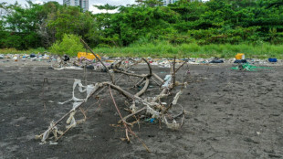 Conchas marinas y an&eacute;monas colonizan el "continente de pl&aacute;stico" del Pac&iacute;fico