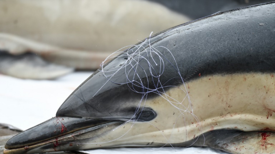 Dauphins: les associations de d&eacute;fense de l'environnement d&eacute;posent de nouveaux recours judiciaires
