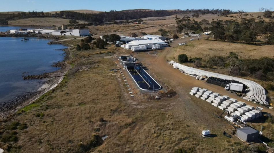 Climat: limiter les rots du b&eacute;tail gr&acirc;ce &agrave; une algue, le pari d'une ferme de Tasmanie