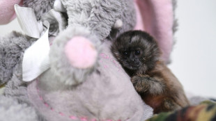 Cr&iacute;a de mono tit&iacute; que recuerda al famoso macaco Punch ser&aacute; liberada en Colombia