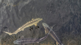 In Ostsee ausgesetzte St&ouml;re erstmals mit Satellitensendern ausgestattet