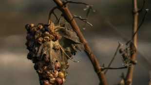 Affect&eacute;s par le feu, les viticulteurs des Corbi&egrave;res attendent l'aide de l'Etat