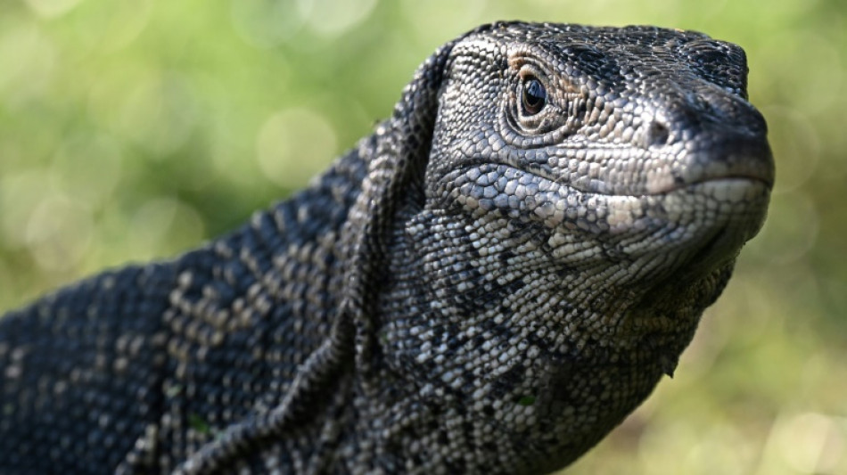 Zoll stoppt Schmuggel von getrocknetem Waranfleisch an Flughafen M&uuml;nchen