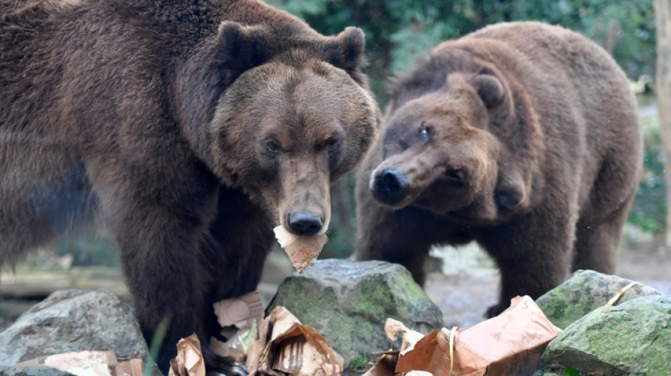 Electric fences, drones, dogs protect G7 leaders from bear attack