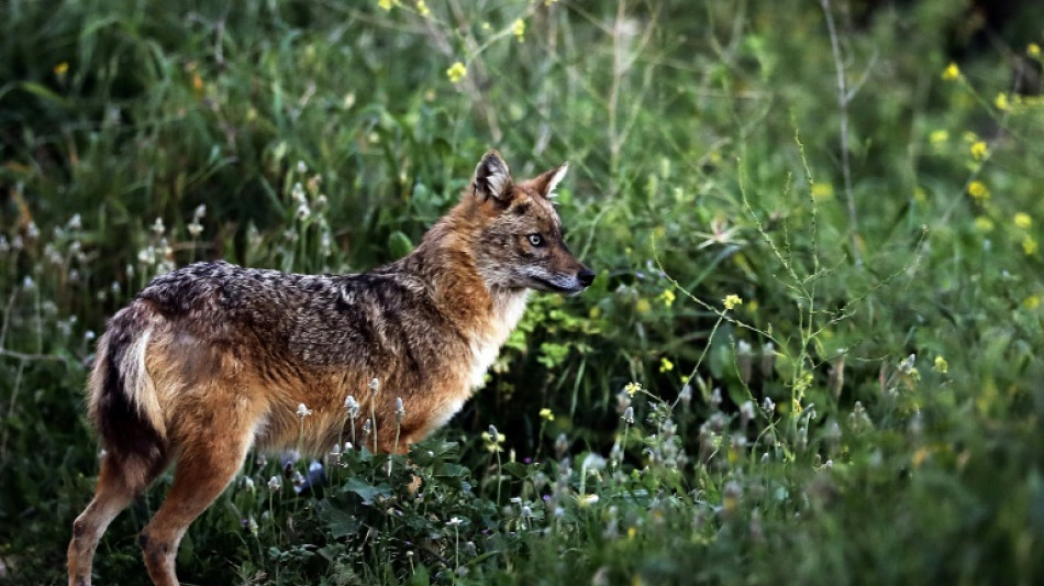 Goldschakal auf Sylt darf ab Freitag nicht mehr gejagt werden