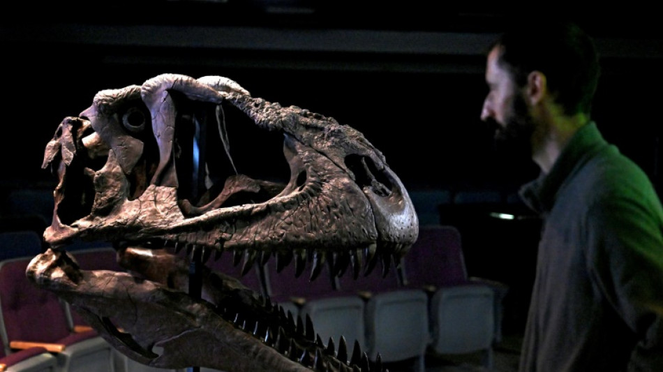 Grosse t&ecirc;te et petits bras: d&eacute;couverte d'un nouveau dinosaure en Argentine