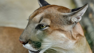 Jagd auf freilaufende Gro&szlig;katze in Sachsen-Anhalt - Tier m&ouml;glicherweise Puma