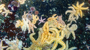 Contro l'obesit&agrave; un ormone antifame che ha 500 milioni di anni