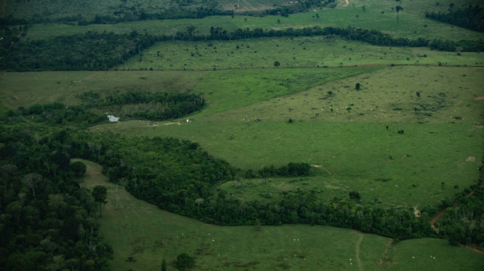 Brasil perde cobertura de vegeta&ccedil;&atilde;o nativa e enfrenta risco de impacto maior do El Ni&ntilde;o