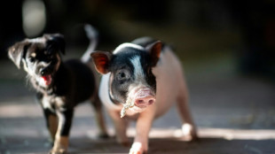 Rheinland-pf&auml;lzisches Gericht verbietet Haltung von Minischweinen in Wohngebiet