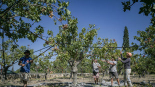Grèce: Sur l'île d'Egine, la culture de la pistache à l'agonie