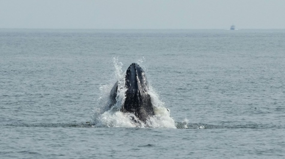 Whales spark joy in New York but face threats from boat traffic