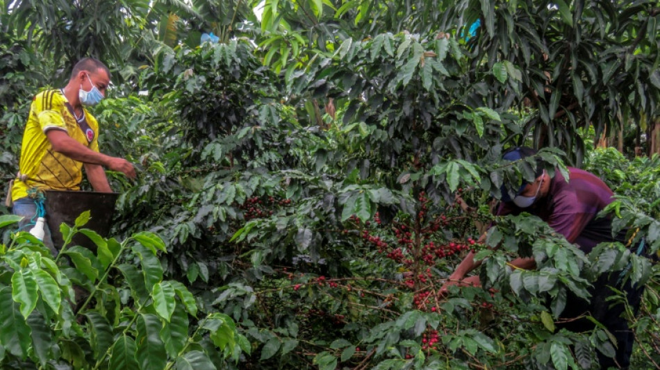 Moins de droits de douane sur le caf&eacute; et les bananes ? Washington semble y songer