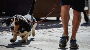 L'afa colpisce anche cani e gatti, in Francia aumento quasi del 10% mortalit&agrave;