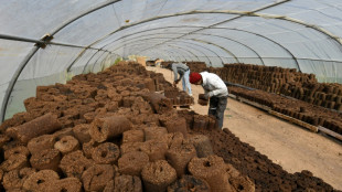 Una start-up tunecina convierte el alperujo de las olivas en energía