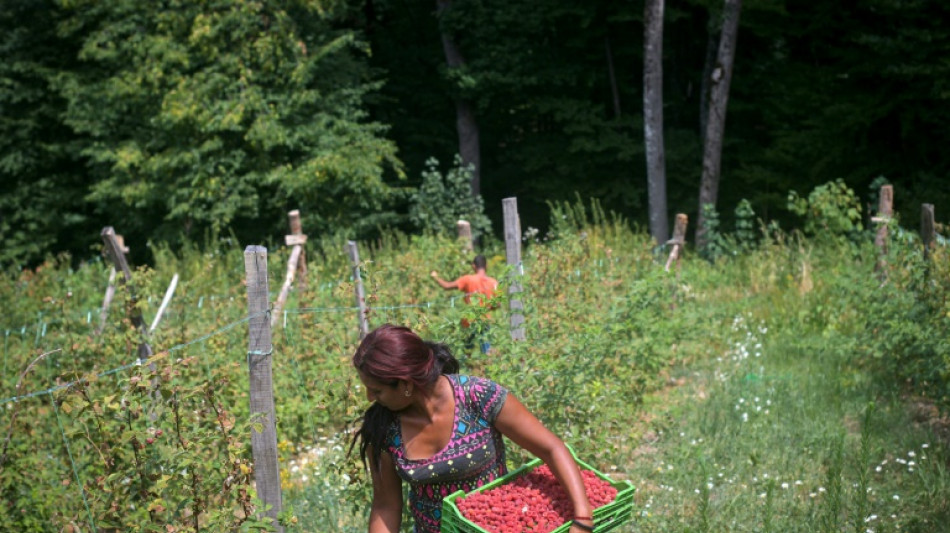 Drought-hit Serbian raspberry farmers fear 'catastrophic' future