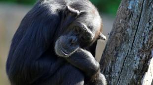 Cient&iacute;ficos ponen en entredicho la "paradoja del mono sabio"