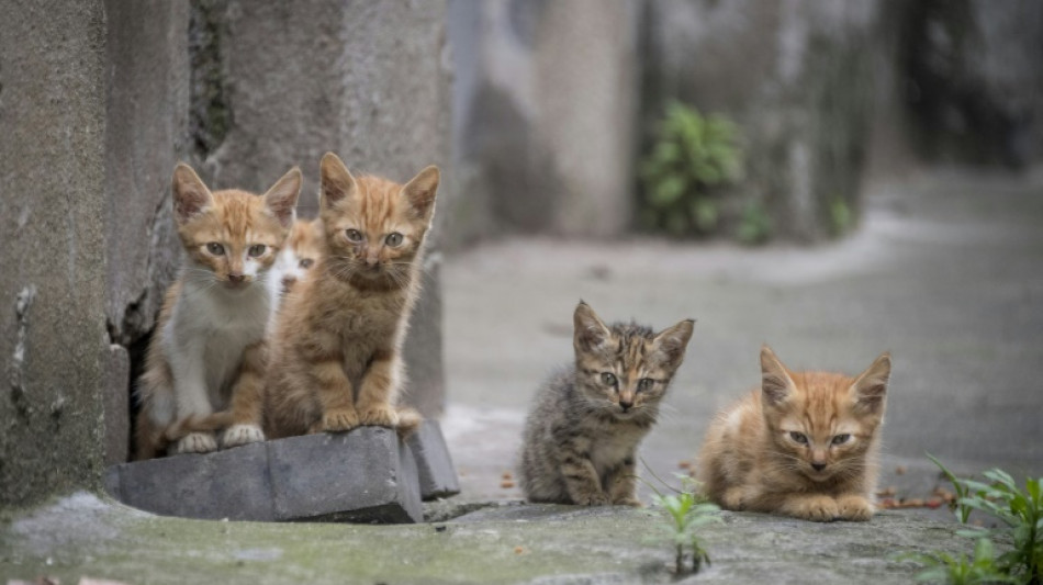 Unbekannte setzen zehn Katzenbabys an Waldrand aus - Bochumer Polizei ermittelt