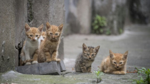 Unbekannte setzen zehn Katzenbabys an Waldrand aus - Bochumer Polizei ermittelt