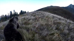 Chasseurs jug&eacute;s &agrave; Foix: les parties civiles demandent r&eacute;paration pour la mort de l'ours