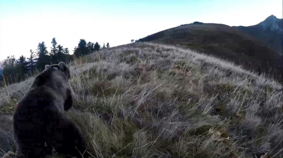 Un chasseur jug&eacute; pour avoir tu&eacute; une ourse en 2021 dans les Pyr&eacute;n&eacute;es