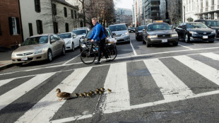 Polizei rettet in Rheinland-Pfalz drei Entenk&uuml;ken aus Kanalschacht