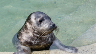 Lithuania bids to save Baltic seals as ice sheets recede