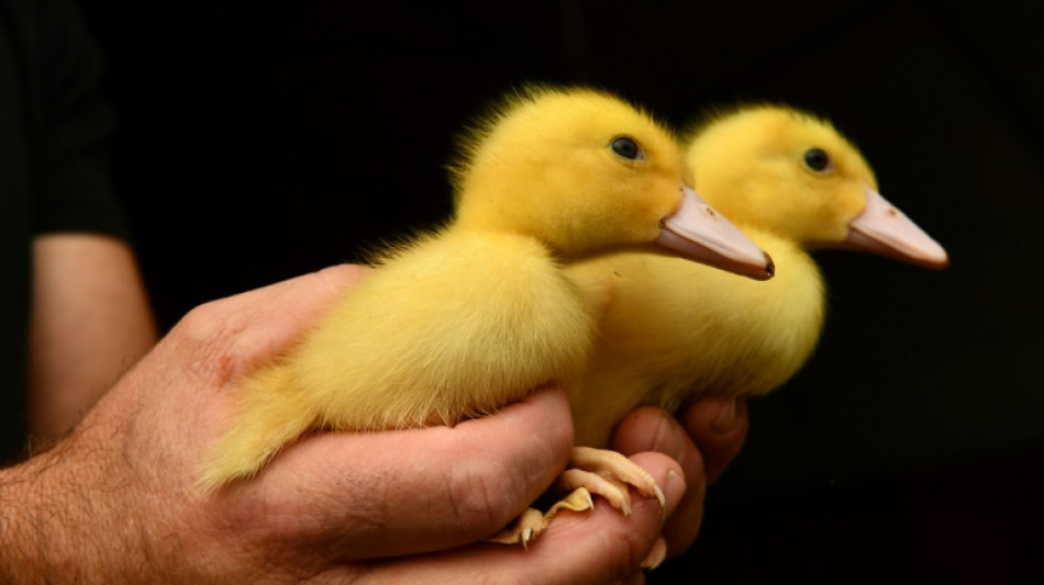 Skeptische Entenmutter verfolgt Rettungstransport f&uuml;r K&uuml;ken in Hessen zu Fu&szlig;