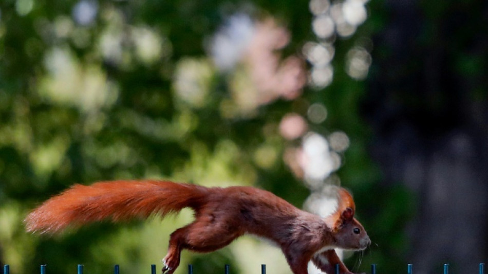 Feuerwehr rettet in Nordrhein-Westfalen in Dach feststeckendes Eichhörnchen