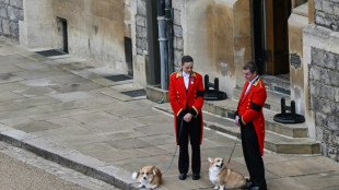 A Londres, les c&eacute;l&egrave;bres corgis d'Elizabeth II au coeur d'une exposition