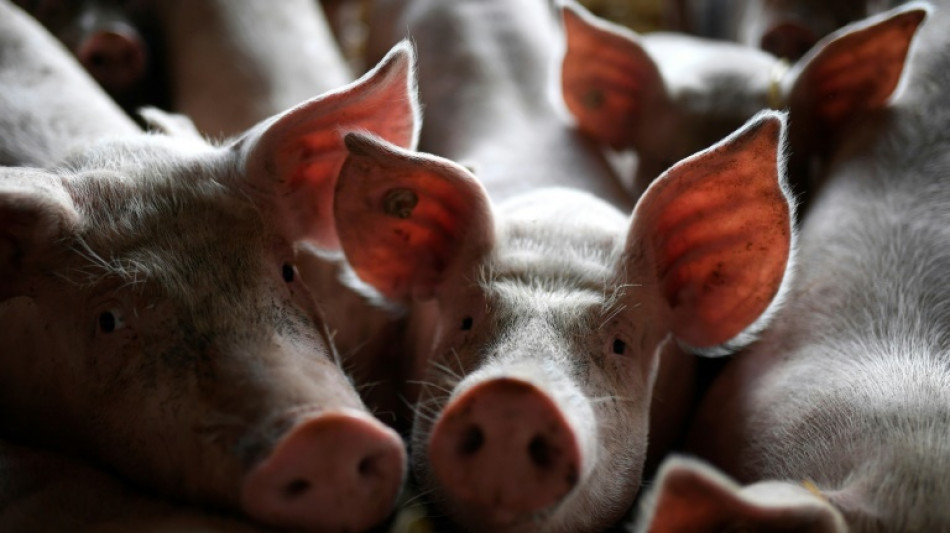 Hunderte Ferkel sterben bei Stallbrand in Niedersachsen