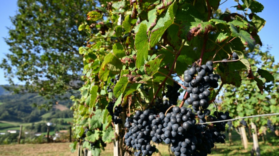 Wegen Hitzewelle im August: Sehr schlechte Weinernte in Frankreich erwartet