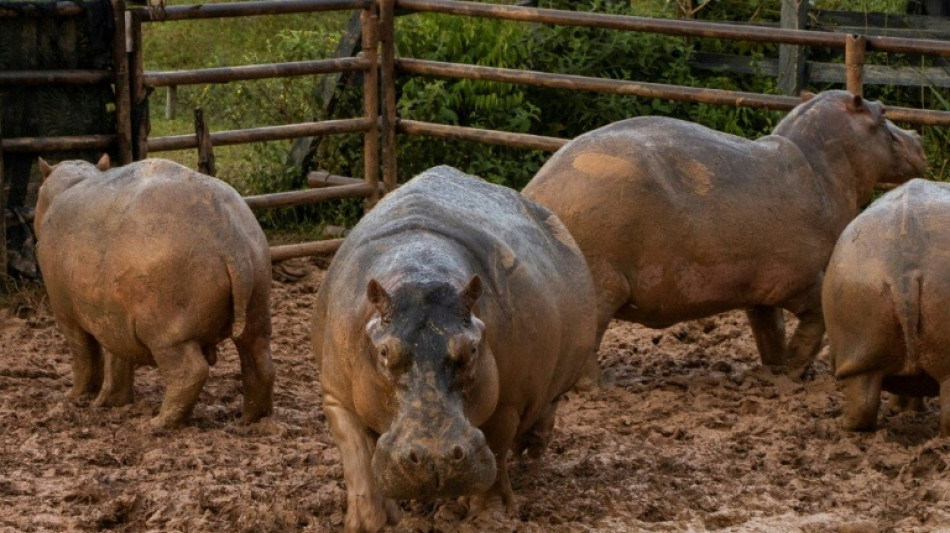 Colombie: les hippos d'Escobar d&eacute;cr&eacute;t&eacute;s "invasifs", la chasse bient&ocirc;t ouverte?